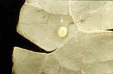 HawkEgg.jpg (11375 bytes)
